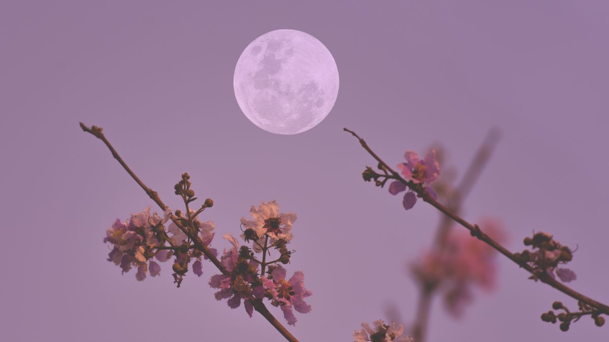 Розовая Луна в апреле 2023 года.