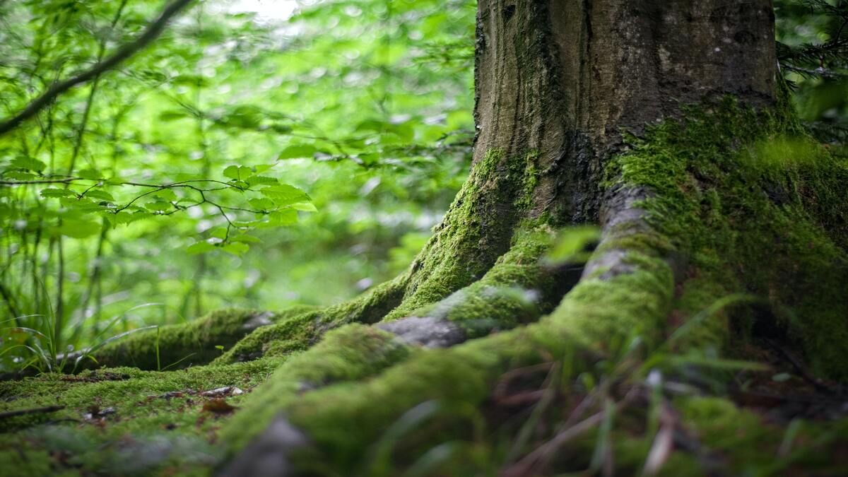 Как посадить дерево, чтобы оно прижилось -2023
