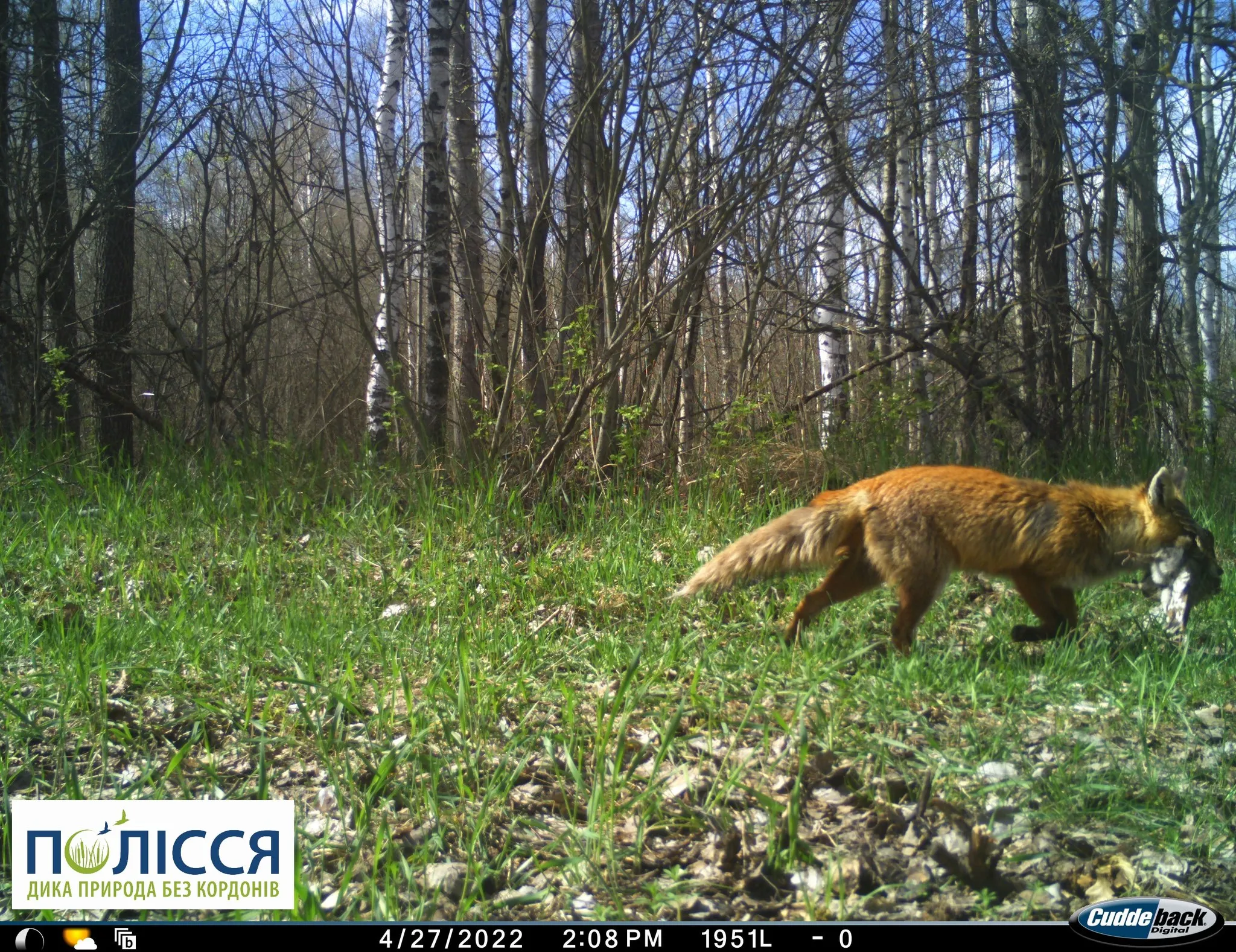 Рыжий лис поймал добычу в Чернобыльском заповеднике