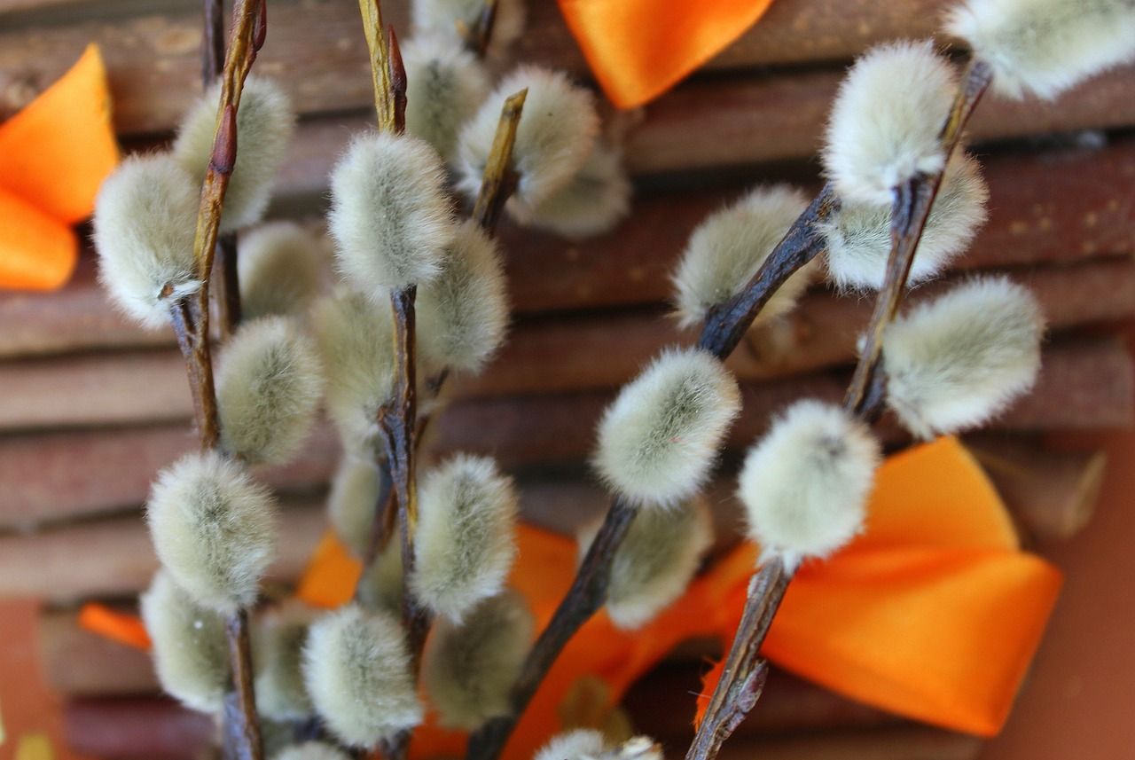 Ціна вербної гілочки у 2023 році Ціна вербної гілочки у 2023 році