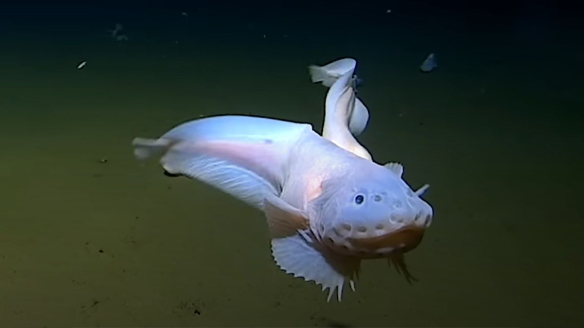 Ученые зафиксировали новый рекорд глубины плавания у рыб Ученые зафиксировали новый рекорд глубины плавания у рыб