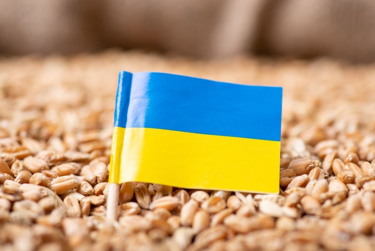 Украина останавливает экспорт зерна в Польшу – причина