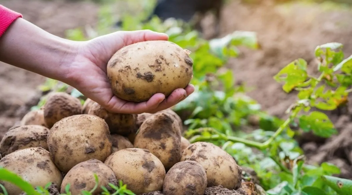 Що садити після картоплі