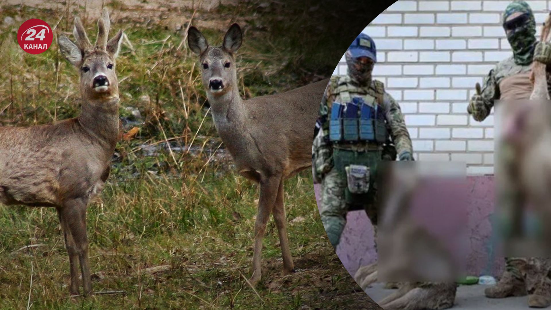 Сарн вбили не в Асканії-Новій Сарн вбили не в Асканії-Новій