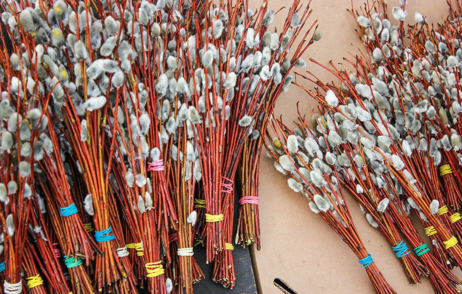 Свячену вербу не можна викидати / Фото з Unsplash Свячену вербу не можна викидати / Фото з Unsplash