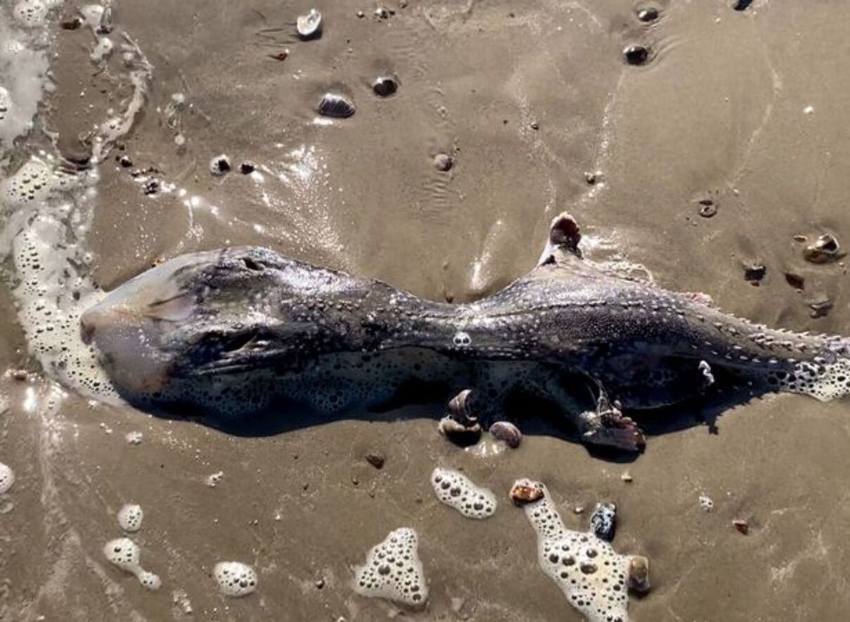 В Британии на пляж выбросило загадочное морское существо, похожее на инопланетянина: шокирующие фото - 24 Канал