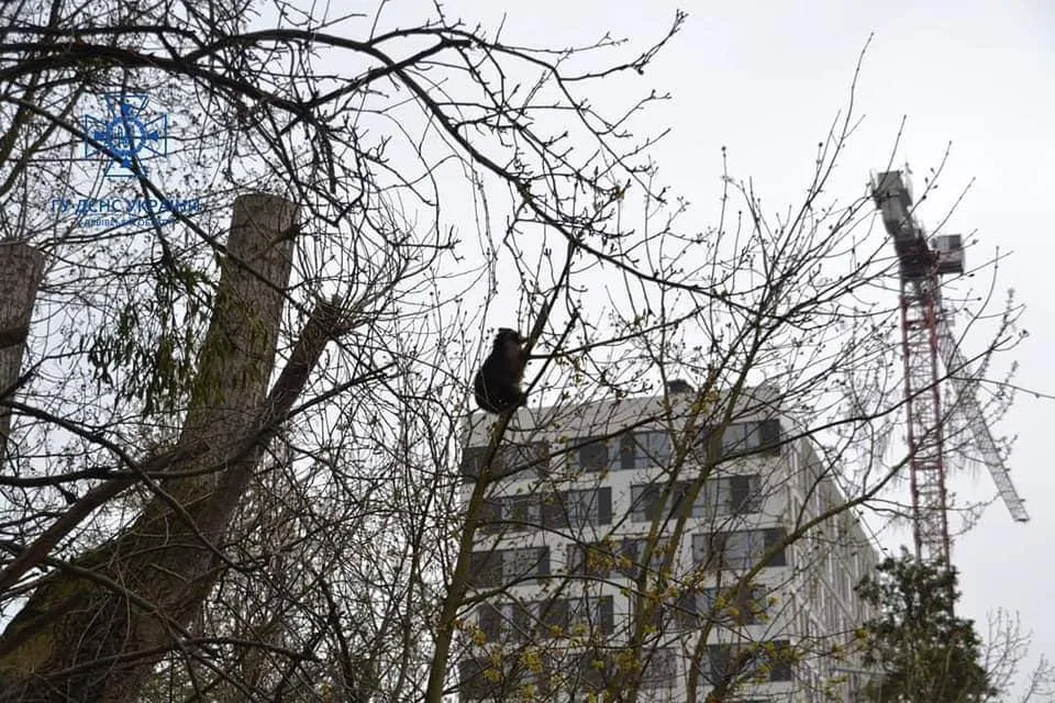 У Львові надзвичайники врятували єнота, який заліз на дерево