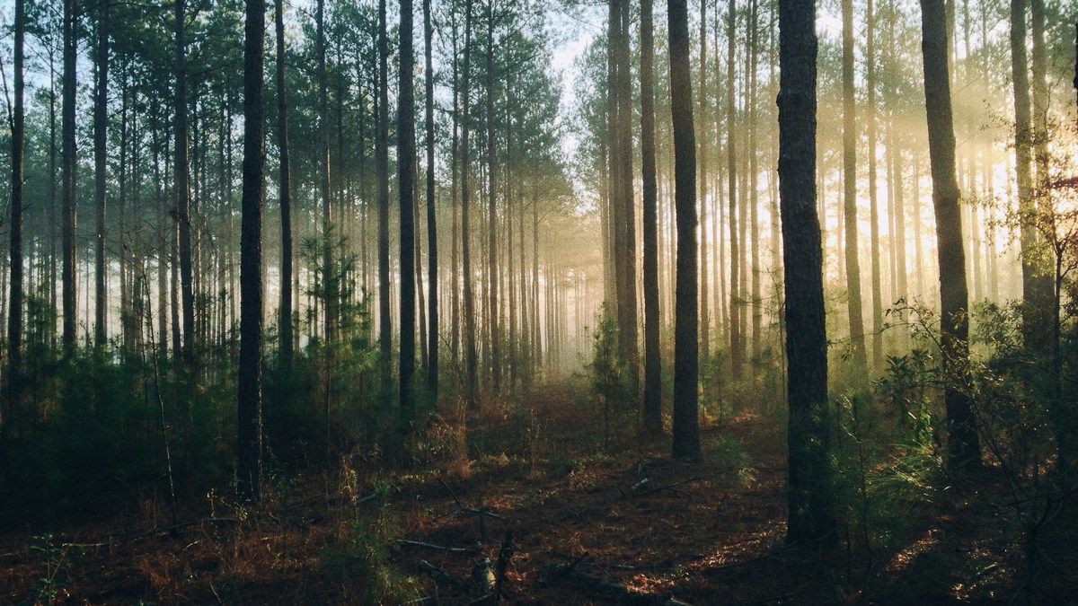 Вчені знайшли ще одне масове вимирання в історії планети Вчені знайшли ще одне масове вимирання в історії планети