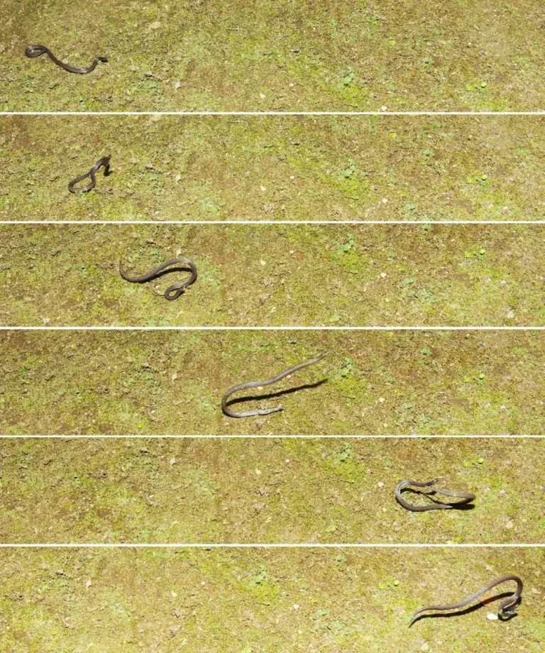 Ученые показали уникальную змею