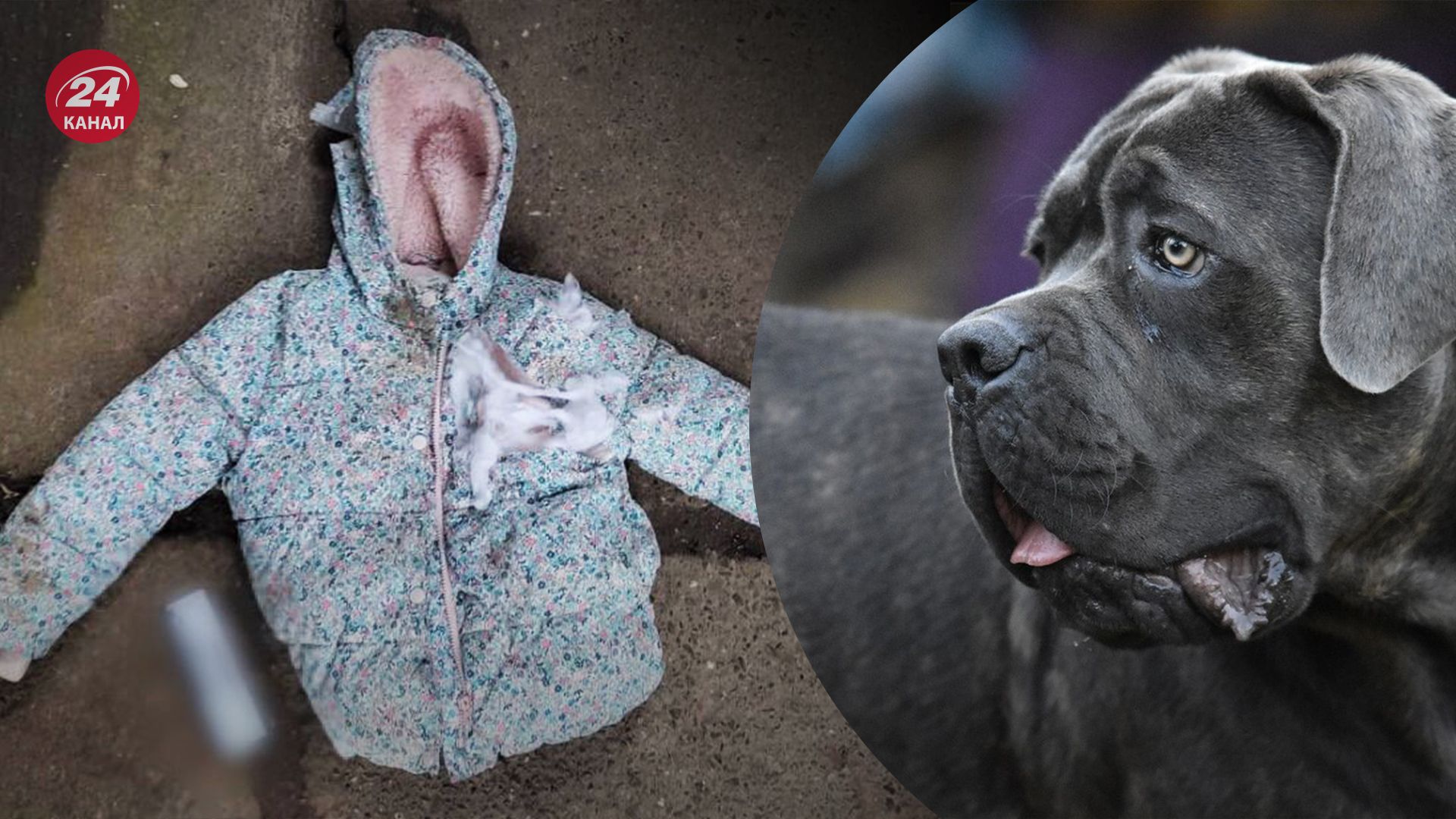 На Київщині собаки накинулися на людей На Київщині собаки накинулися на людей