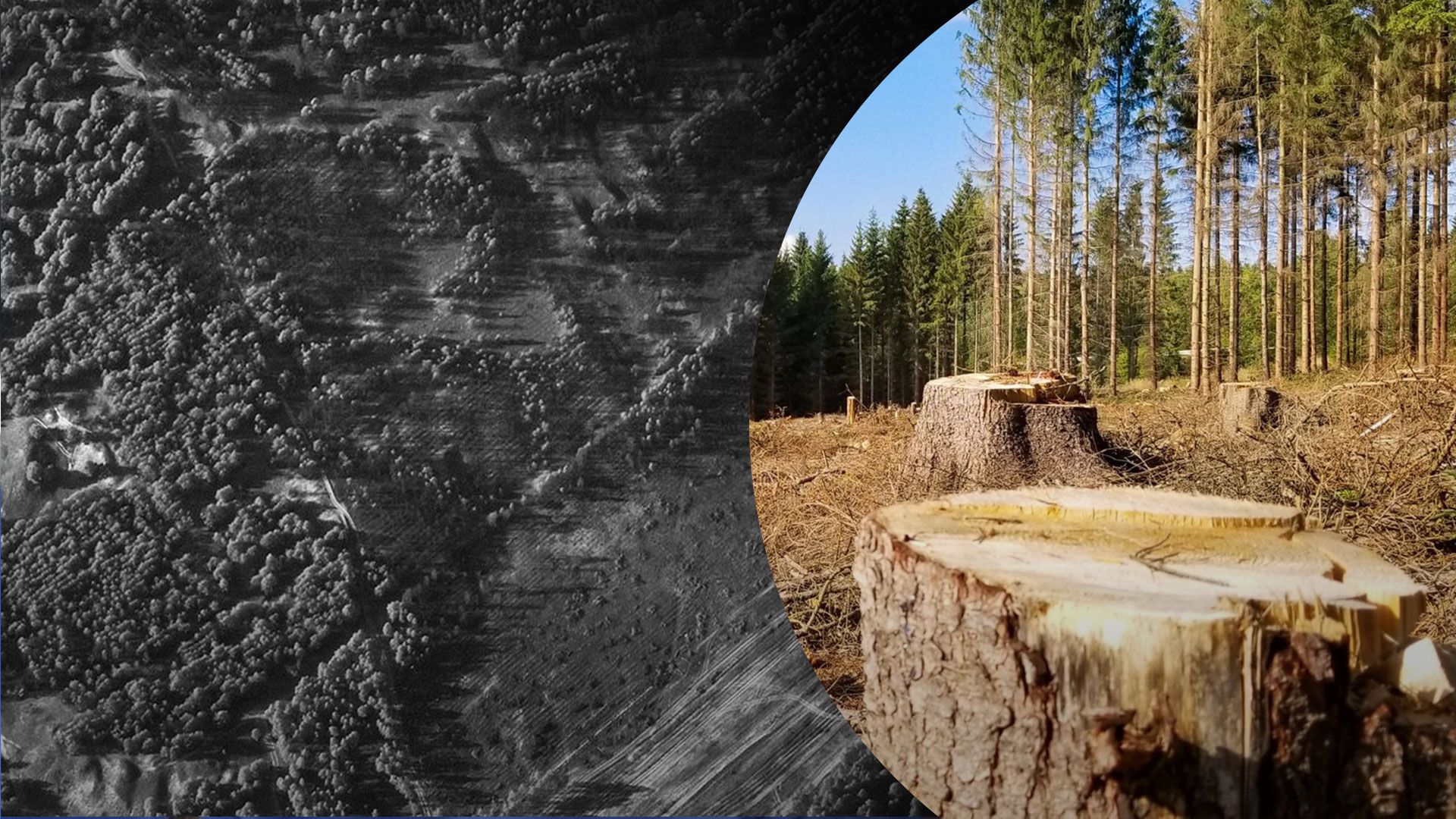 Россияне массово похищают украинский лес Россияне массово похищают украинский лес