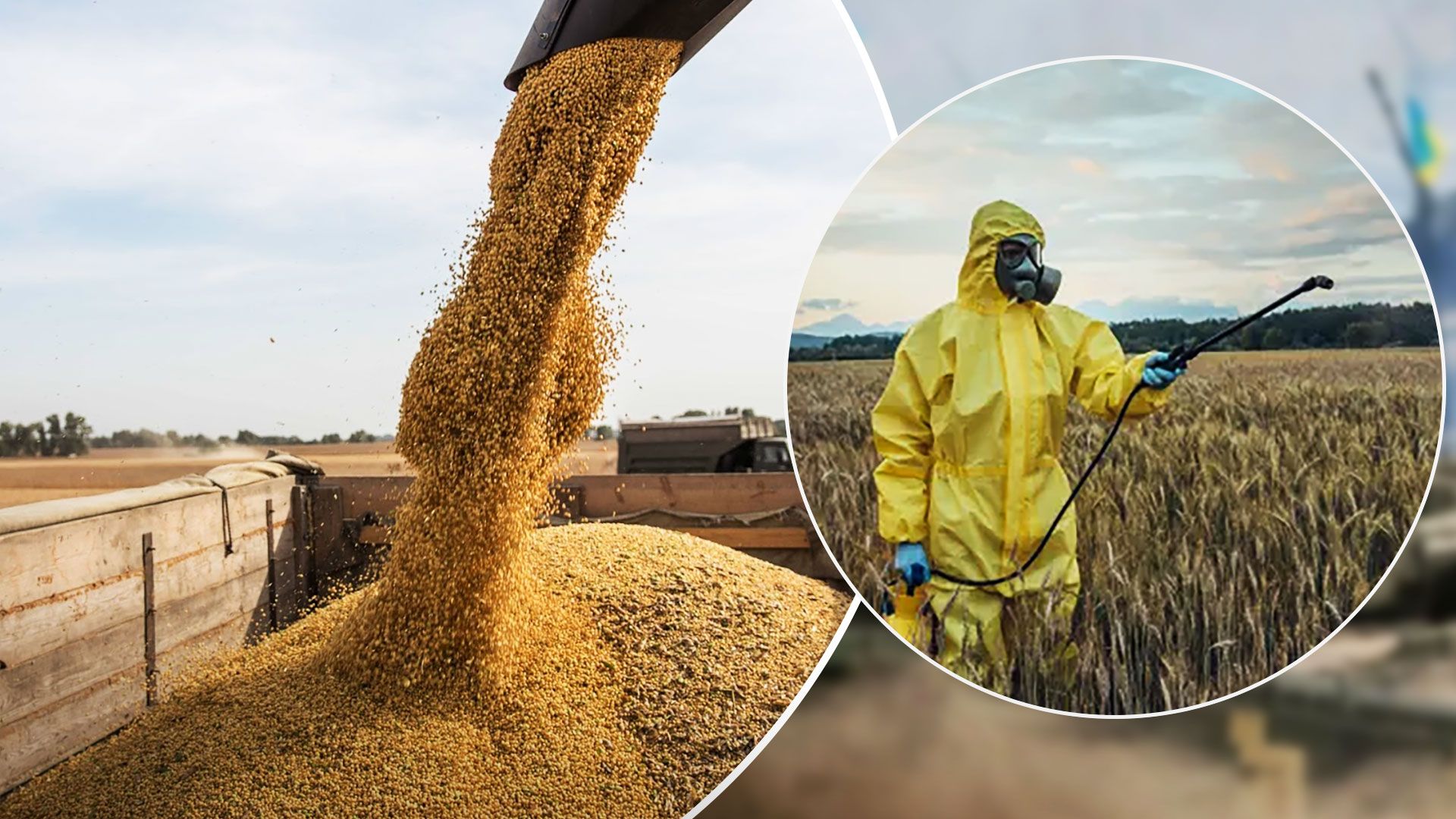 Словаччина заборонила продаж українського зерна через пестициди - 24 Канал