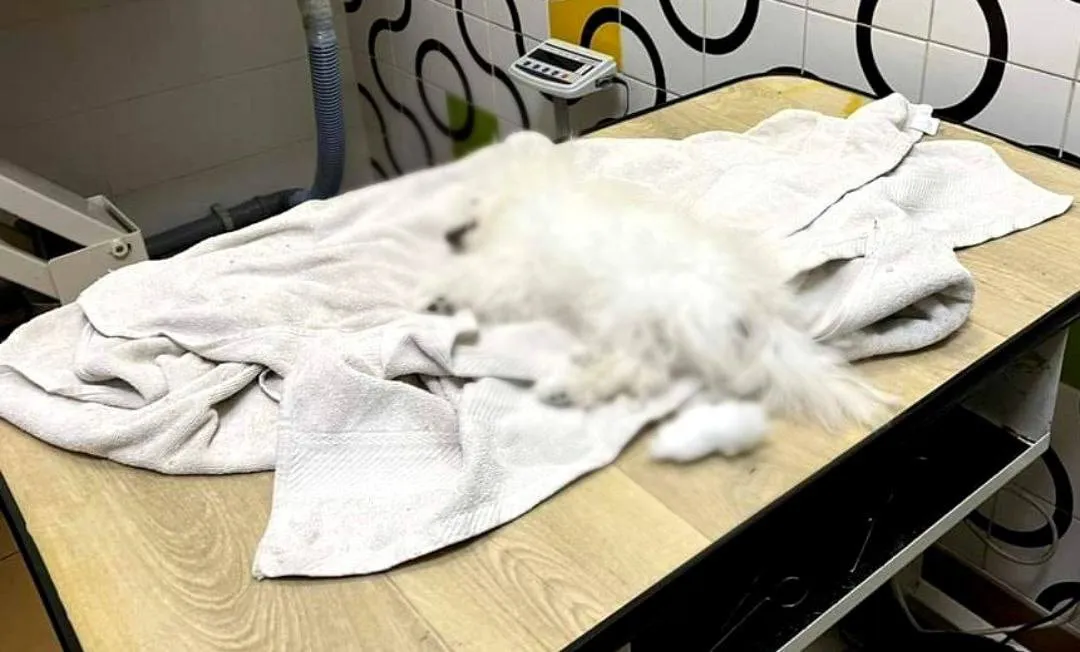 Женщине отдали мертвую собачку / Фото из телеграмм-канала полиции Киевщины