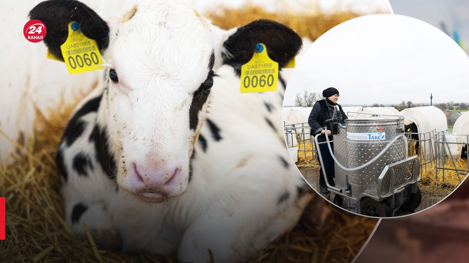 Из-под Бахмута эвакуировали 400 коров Из-под Бахмута эвакуировали 400 коров