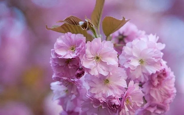 Як правильно садити сакуру Як правильно садити сакуру