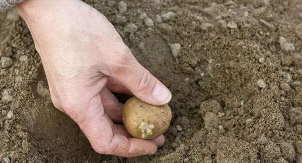 Чи можна вже садити картоплю