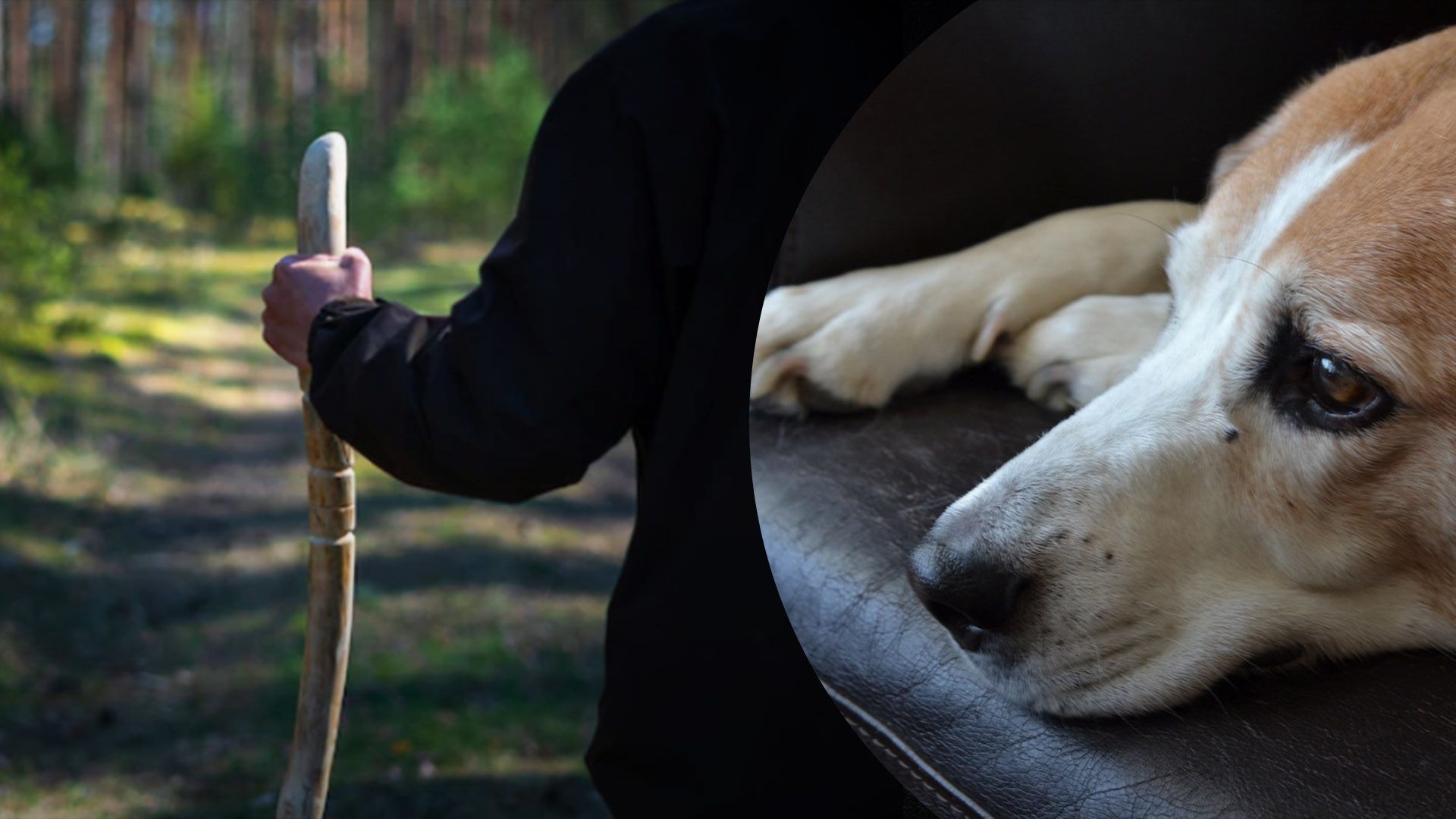 На Киевщине мужчина палкой забил до смерти собаку: за нее взялась полиция - 24 Канал На Киевщине мужчина палкой забил до смерти собаку: за нее взялась полиция - 24 Канал