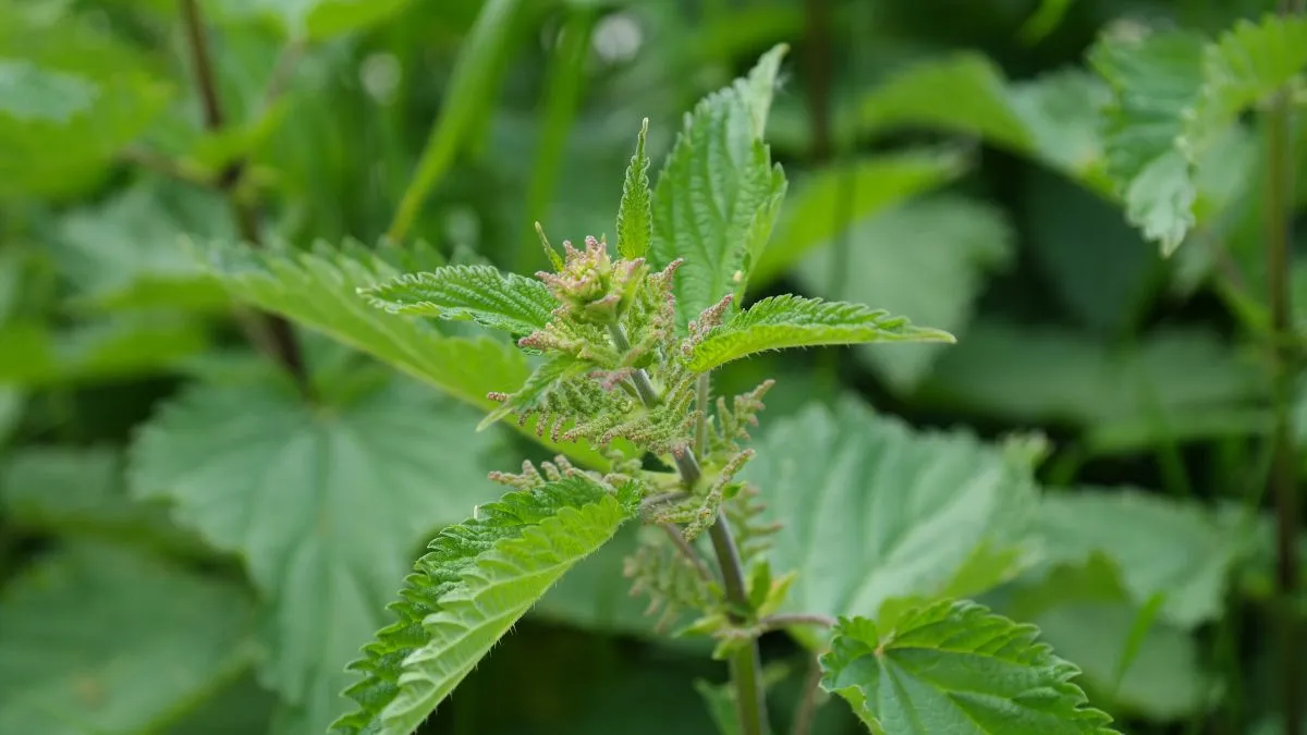 Кропива Кропива