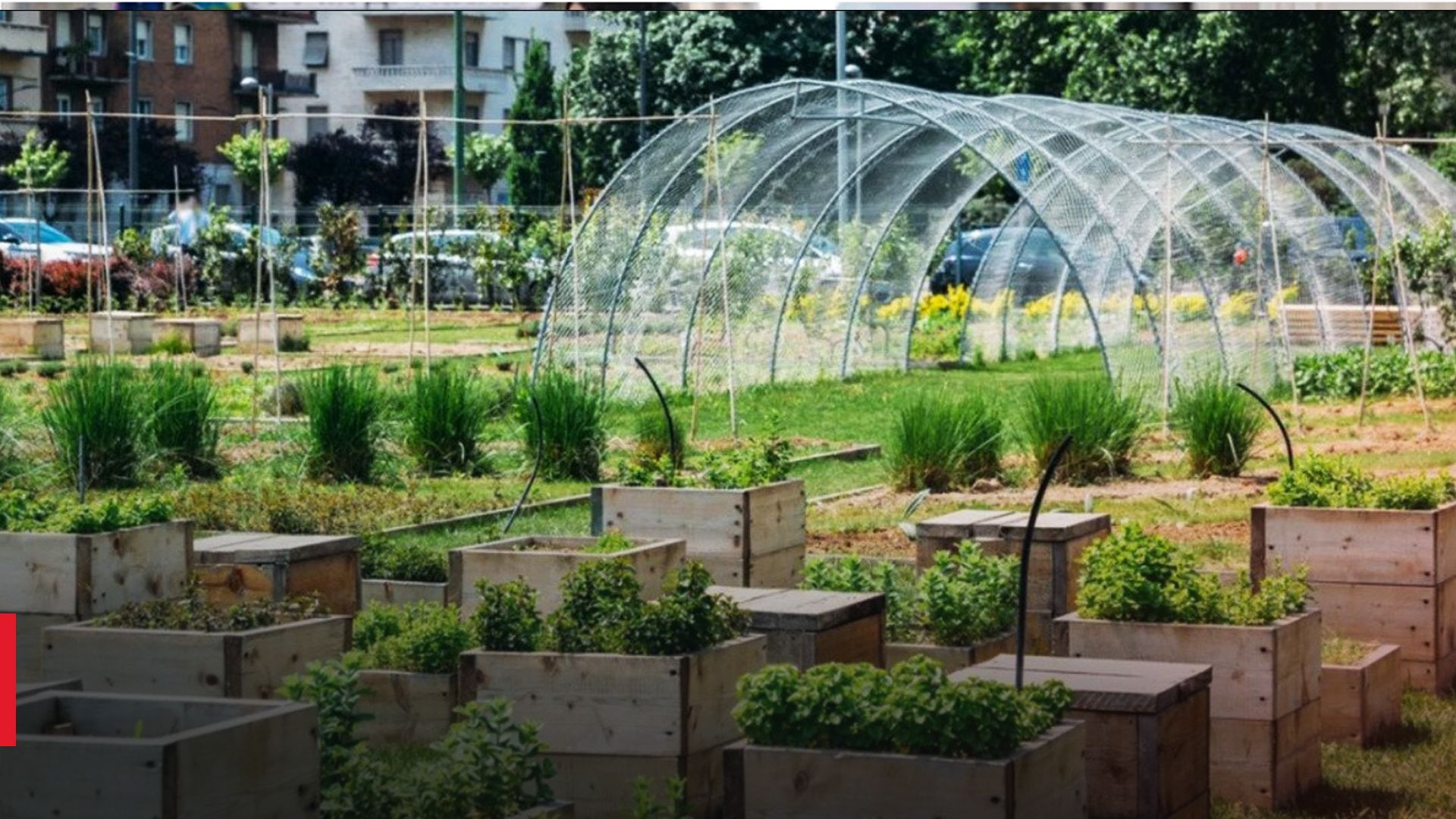 Городництво і садівництво допомагає містам під час війни Городництво і садівництво допомагає містам під час війни