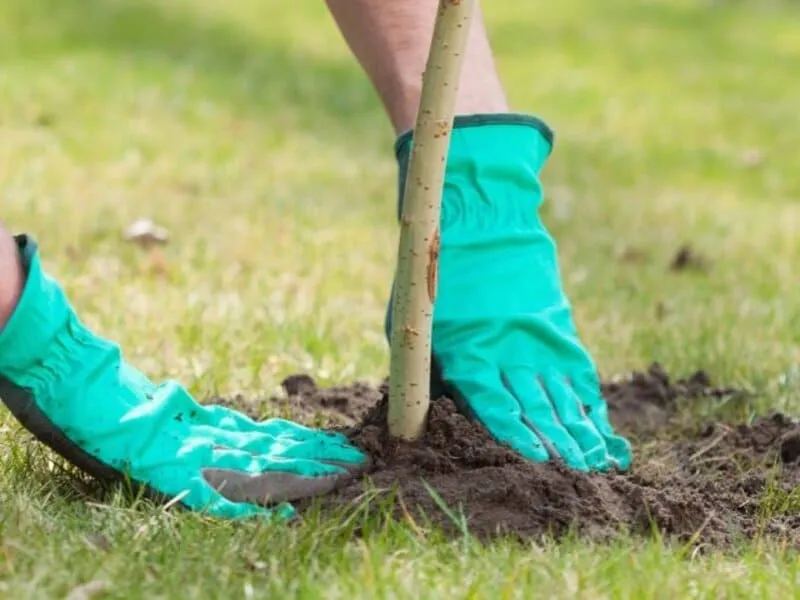 Як правильно садити калину Як правильно садити калину