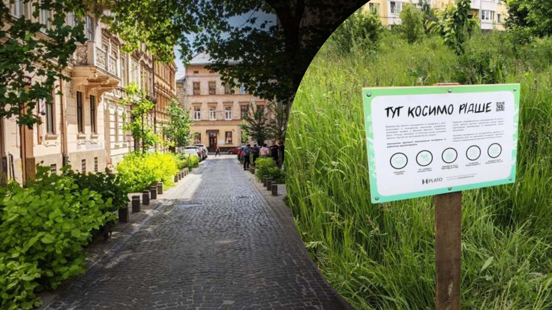 Як правильно озеленити вулиці Львова