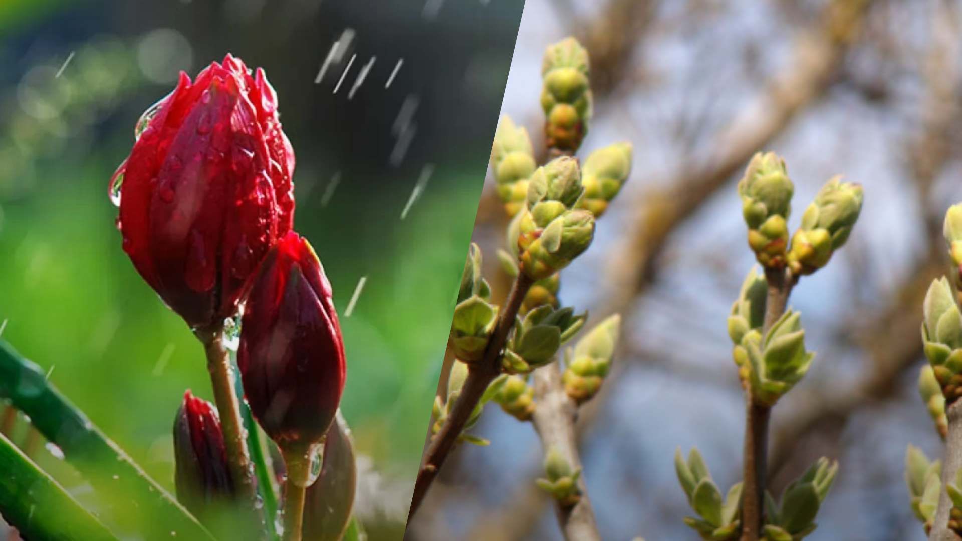 Подекуди затримаються дощі: прогноз погоди в Україні на 23 квітня - 24 Канал Подекуди затримаються дощі: прогноз погоди в Україні на 23 квітня - 24 Канал