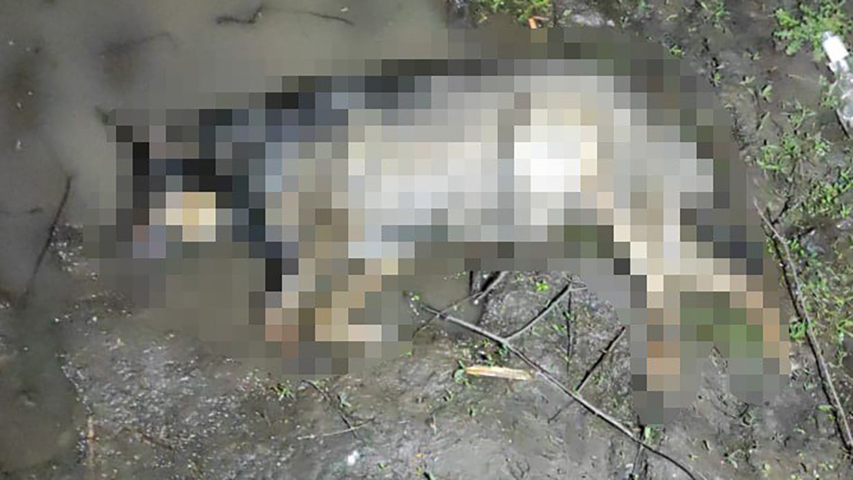 В Харькове полиция расследует жестокое убийство собаки - 24 Канал
