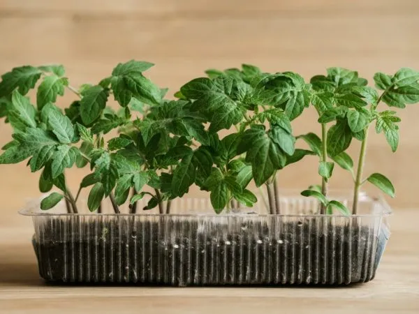 Рассада помидоров Рассада помидоров