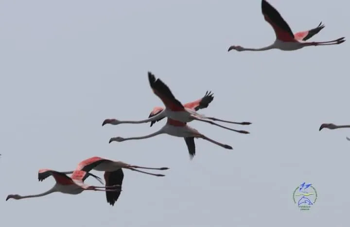 В нацпарк в Одесской области прилетели фламинго