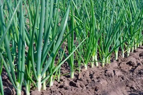 Цибуля на городі Цибуля на городі