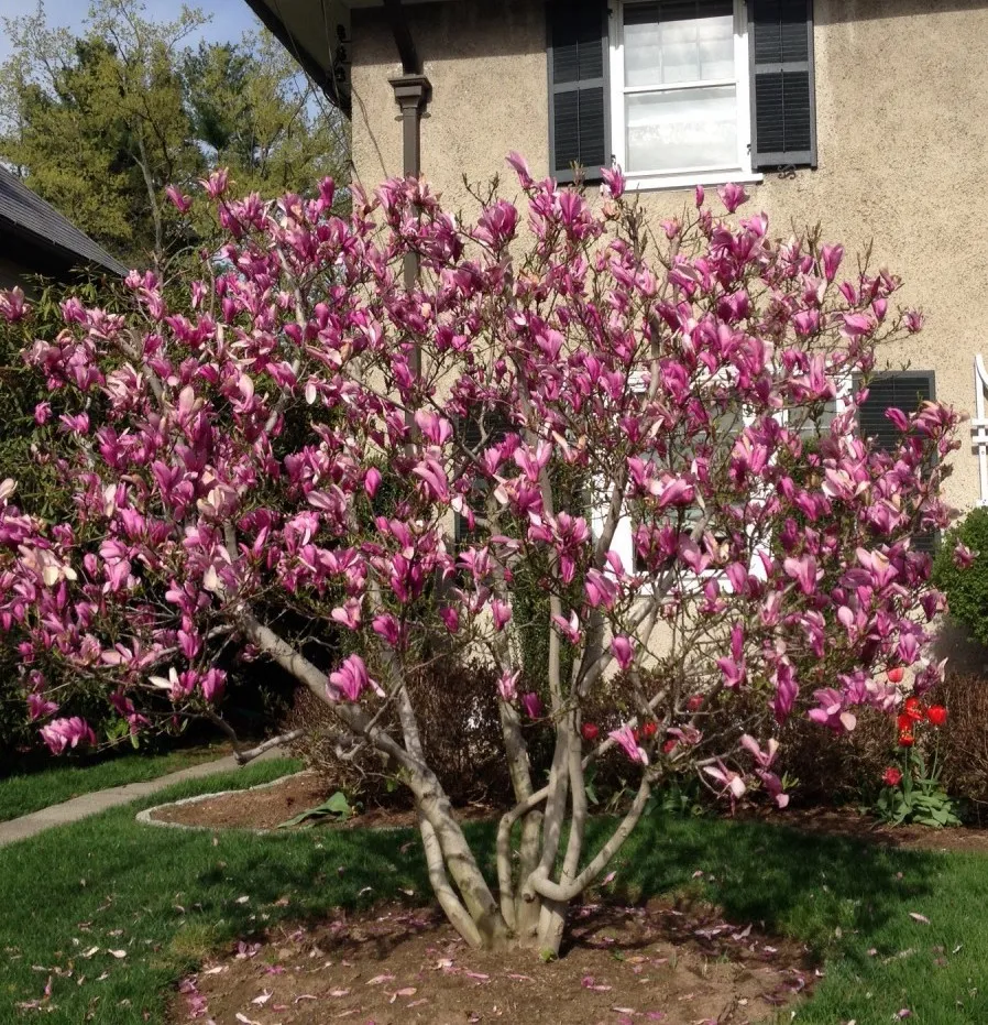 Магнолія Магнолія