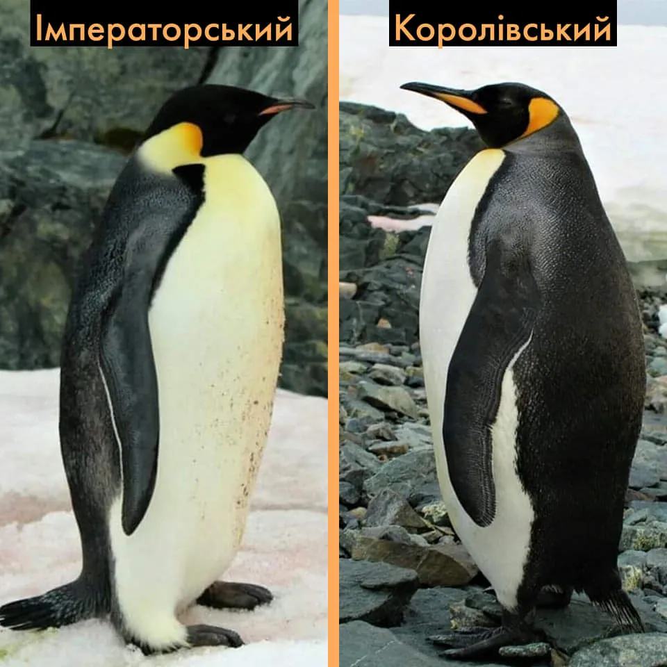 Імператорський і королівський пінгвіни Імператорський і королівський пінгвіни