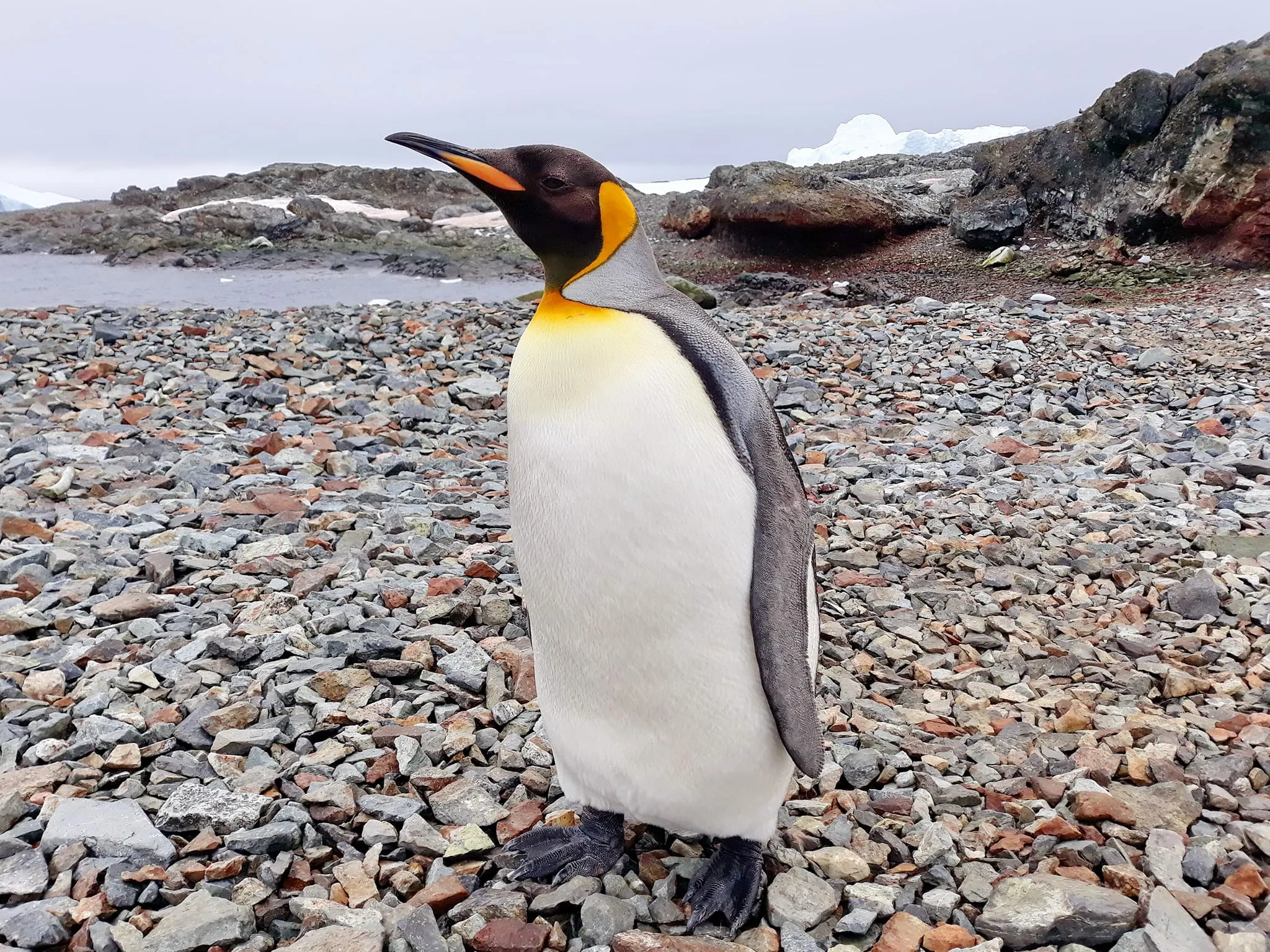 Королівський пінгвін Королівський пінгвін