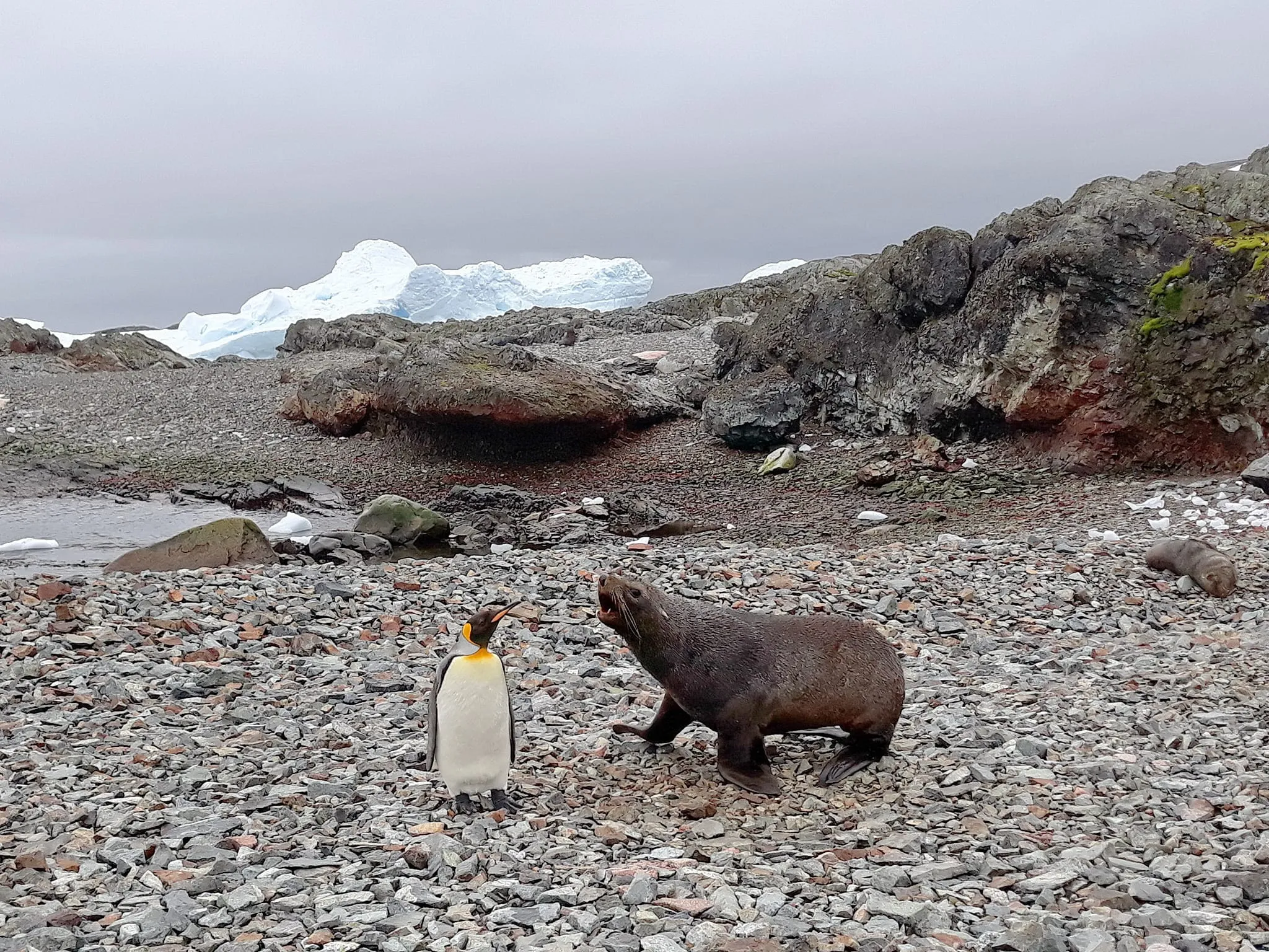 Полярники розповіли цікаві факти про пінгвінів з Антарктики Полярники розповіли цікаві факти про пінгвінів з Антарктики