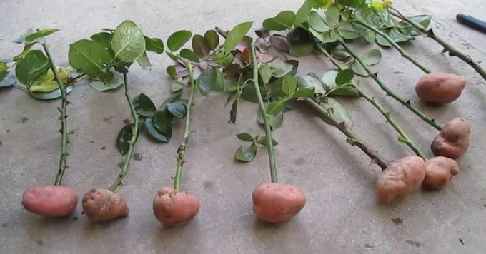 Розы в картофеле