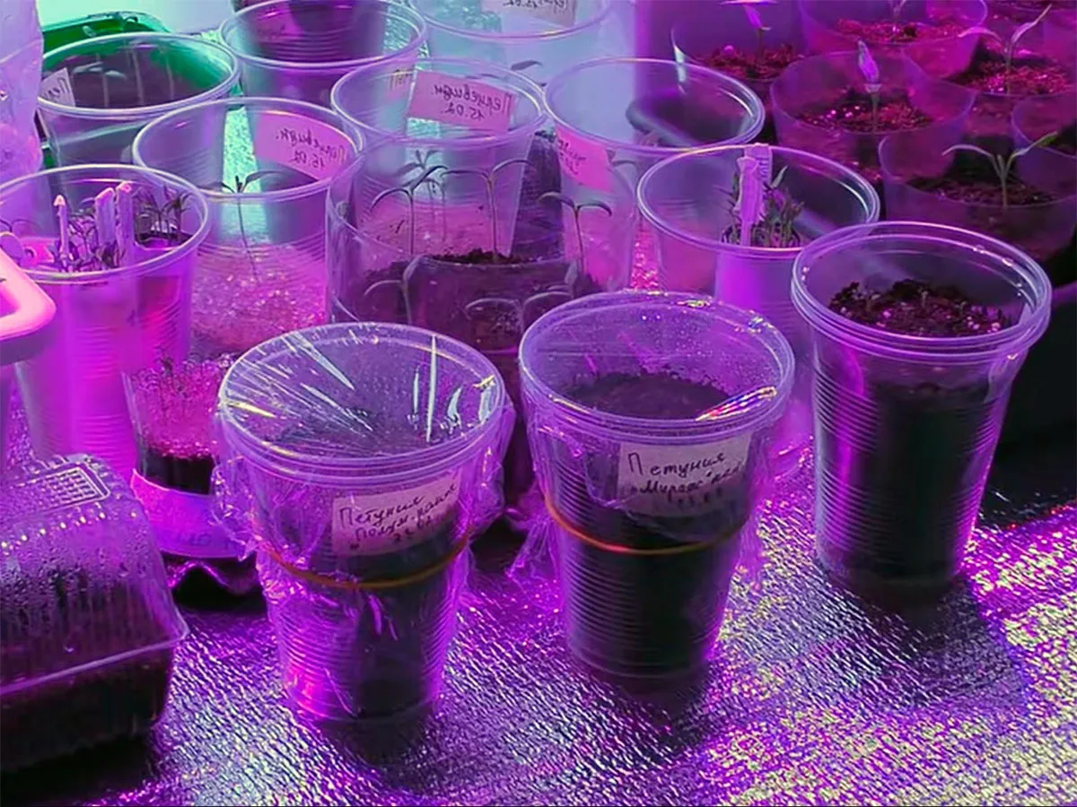 Петунія під поліетиленом Петунія під поліетиленом