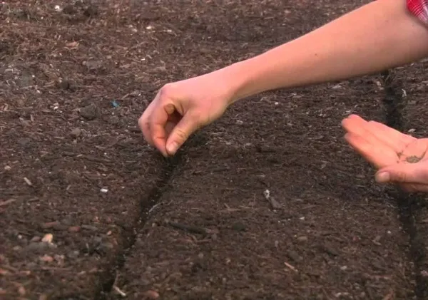 Посів моркви Посів моркви