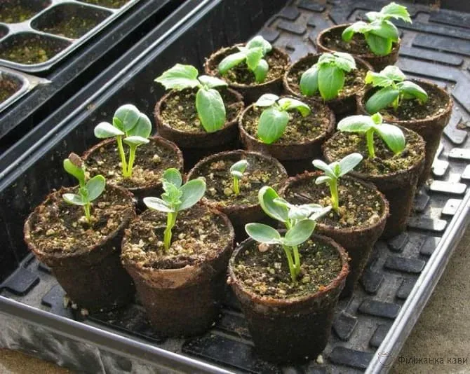 Рассада арбуза Рассада арбуза