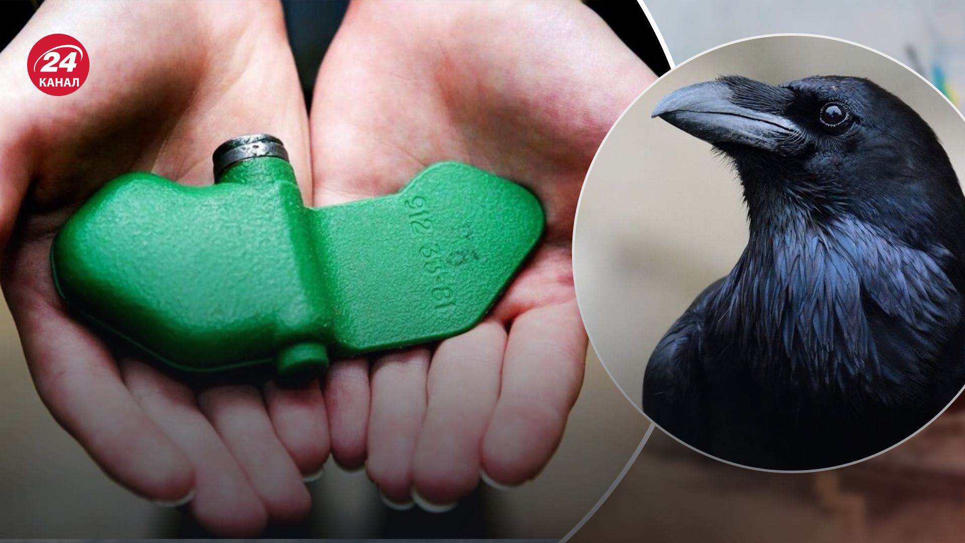 В Харьковской области вороны могут переносить мины В Харьковской области вороны могут переносить мины