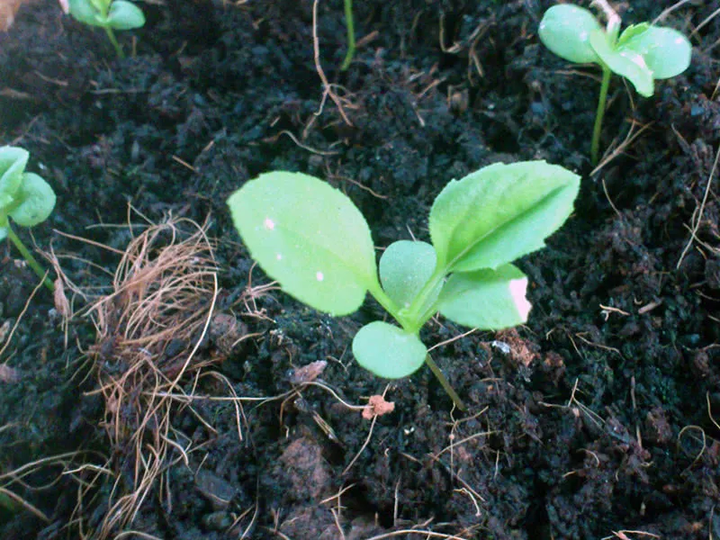 Пересадка айстри Пересадка айстри