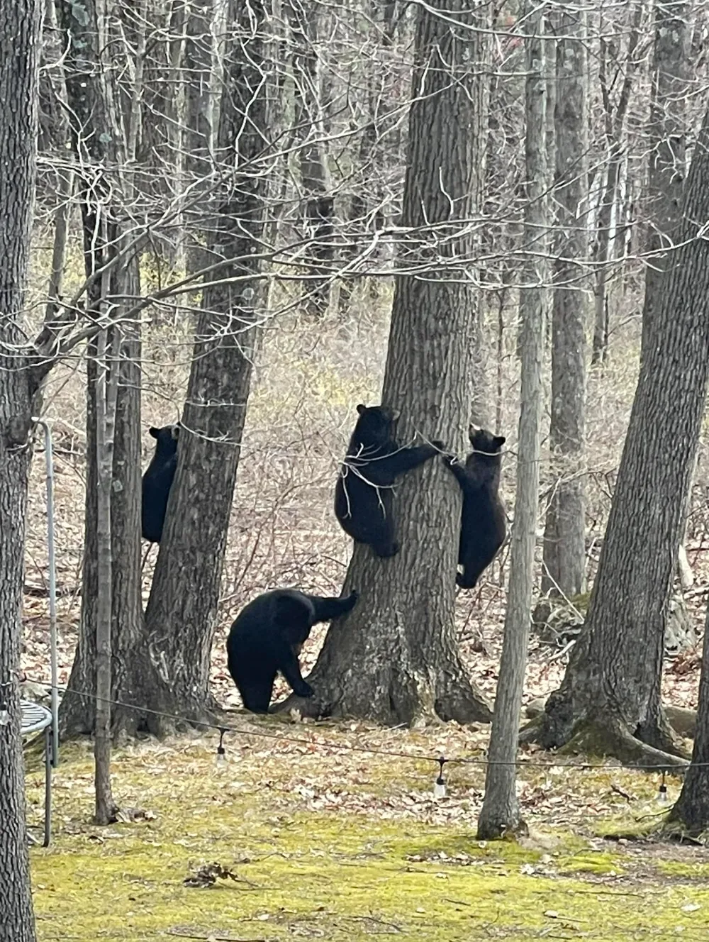 В США женщина показала как медвежья семья играет у нее во дворе