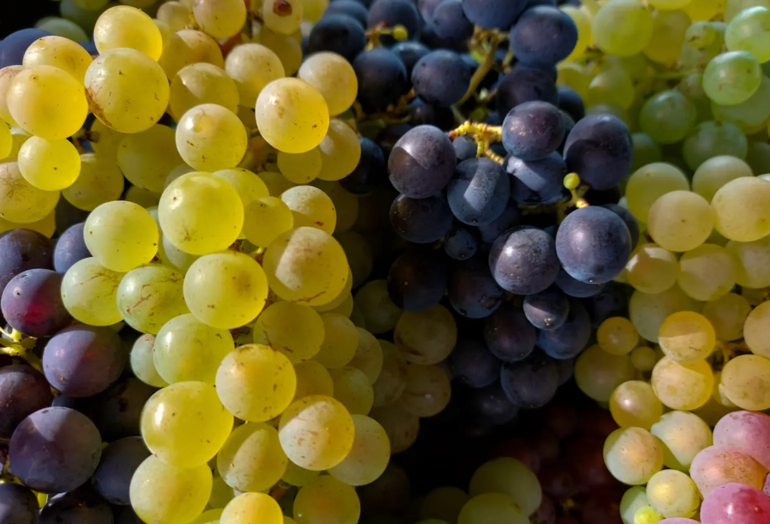 Тваринам категорично заборонено давати виноград Тваринам категорично заборонено давати виноград