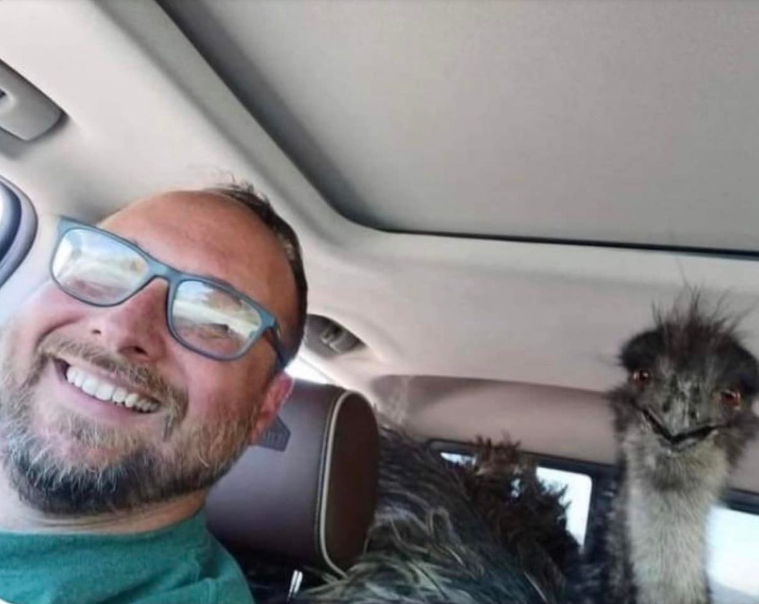 Полиция 30 километров гналась за сбежавшим с фермы страусом эму