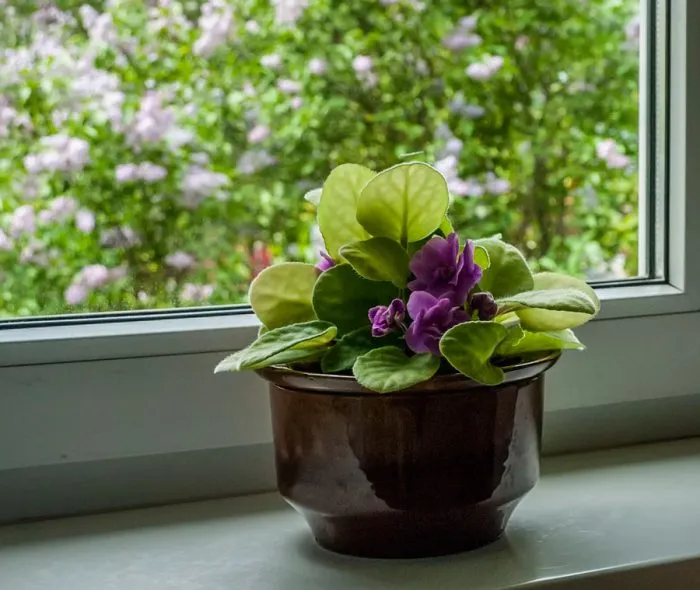 Фиалка Фиалка