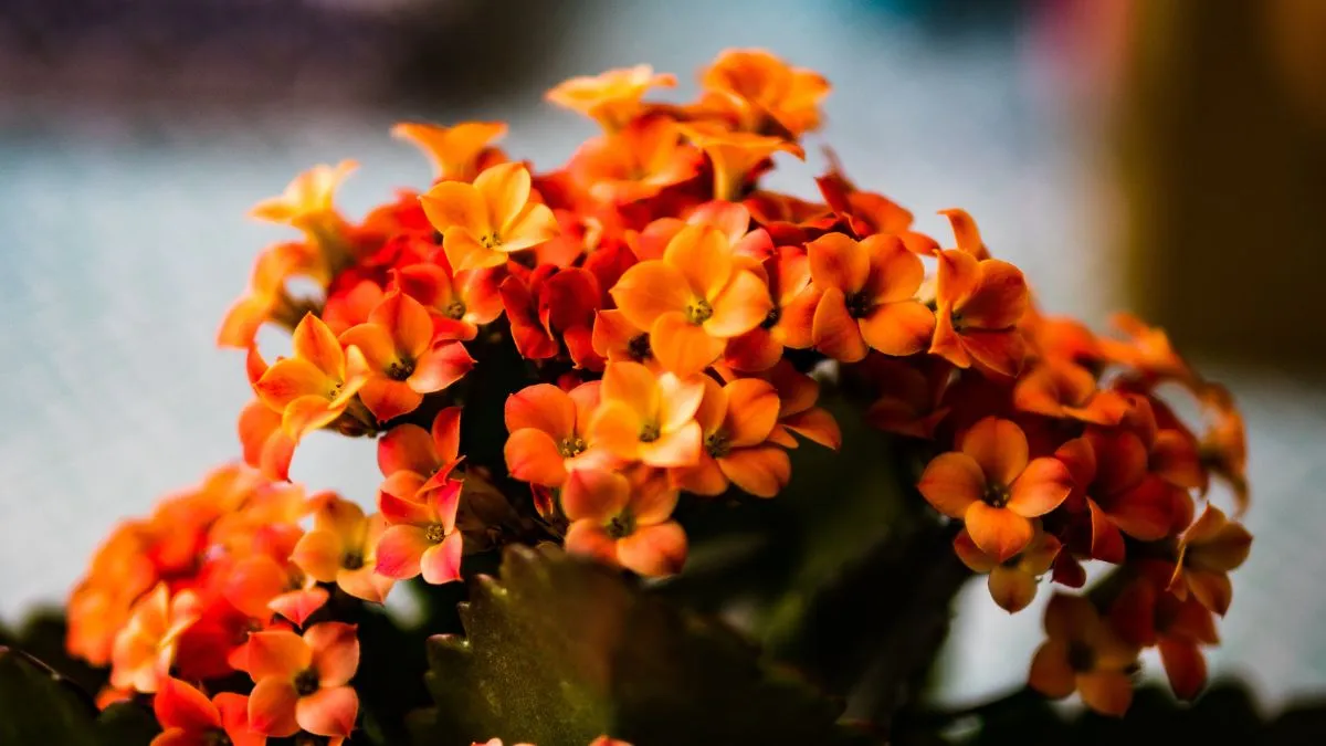 Каланхоэ Каланхоэ