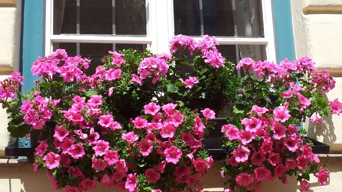 Герань Герань