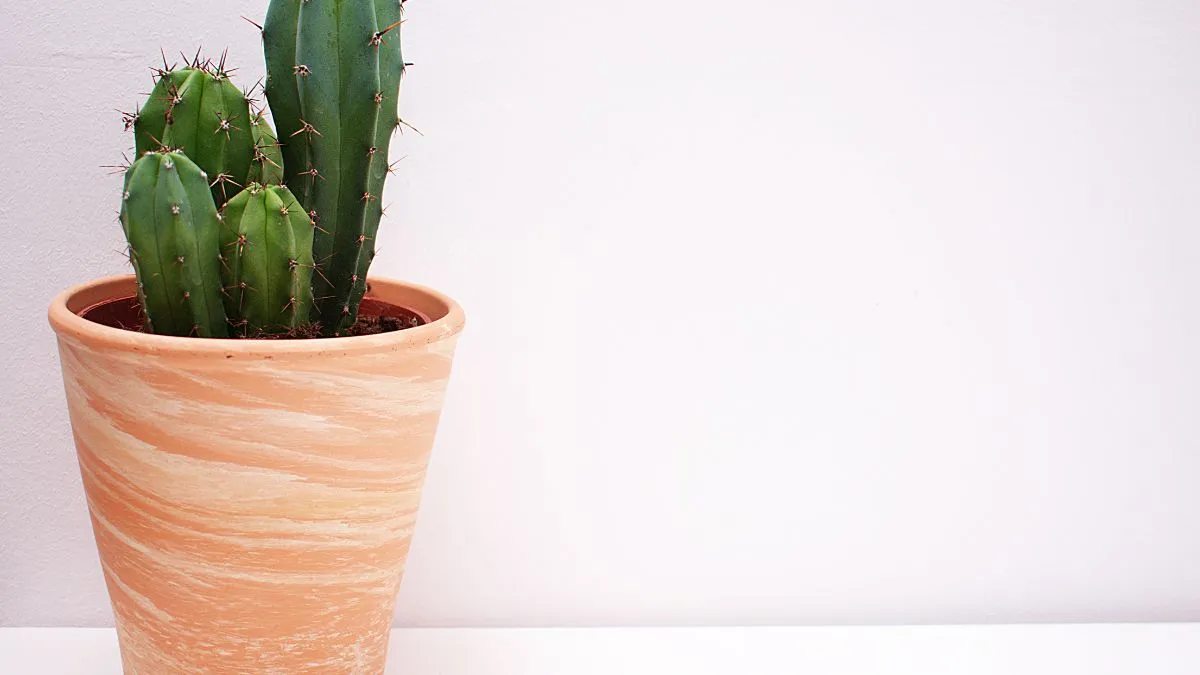 Кактус Кактус