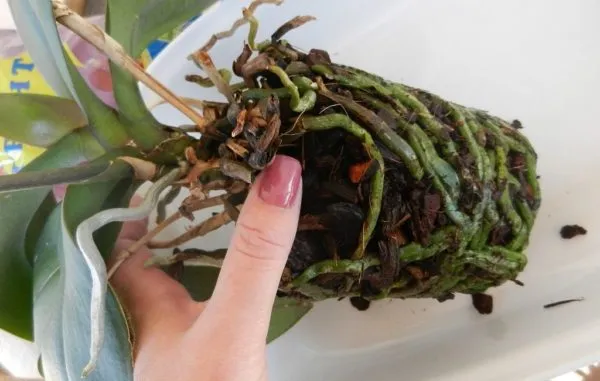 Пересадка орхідеї Пересадка орхідеї