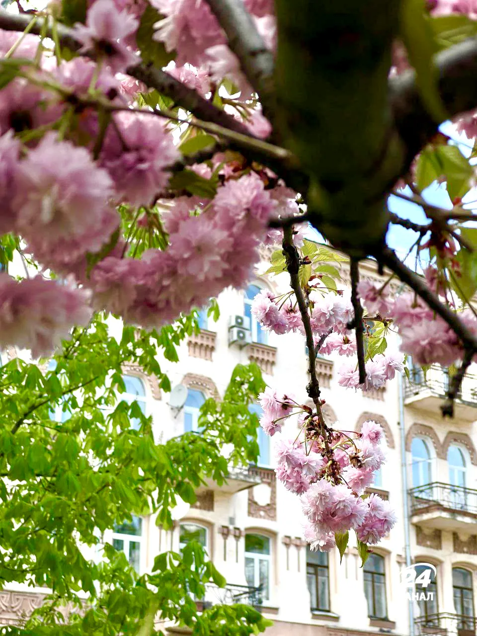 Где можно насладиться цветением сакуры в Киеве