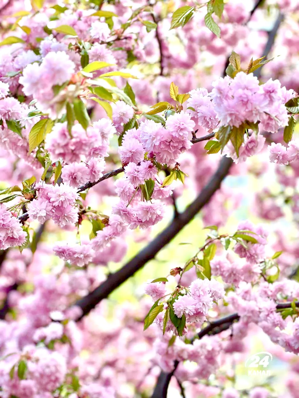 Цветение японского дерева в Киеве